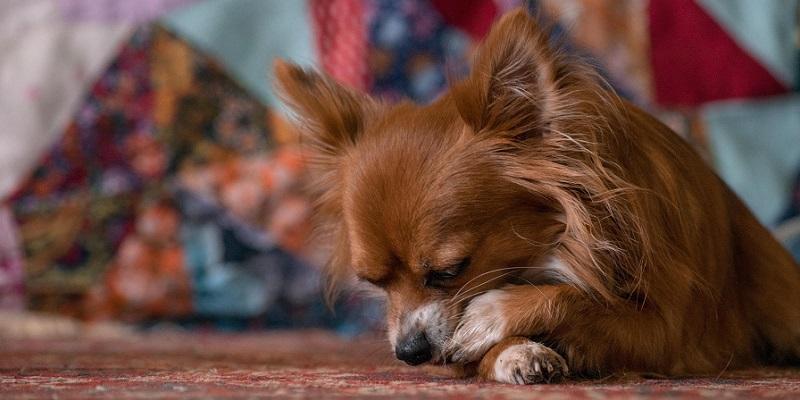愛犬が足先を舐める理由と対処法 プレミアムドッグフード専門店 Green Dog グリーンドッグ 公式通販