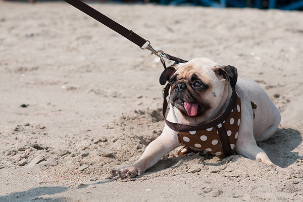 砂場にいる短頭種の犬