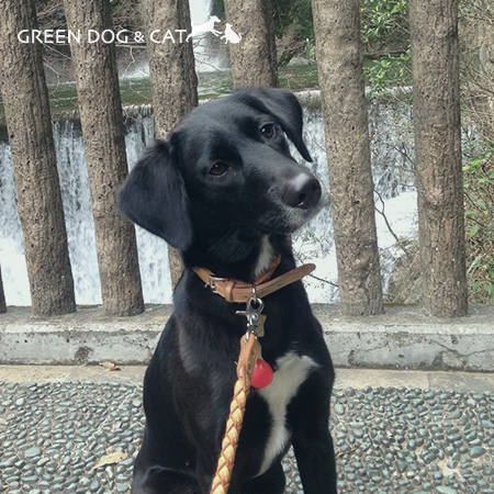 迎えたばかりの愛犬