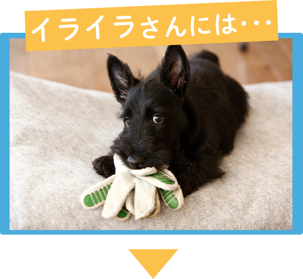 fun fun fun!サマーライフ!夏の部屋活　イライラさん