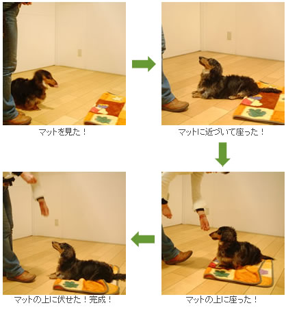 「マットを見たらカチン」「マットに寄って行ったらカチン」「マットの上に乗ったらカチン」「マットの上で座ったらカチン」「マットの上で伏せたらカチン」