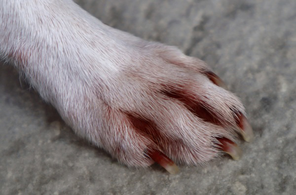 アレルギーが悪化するとかきむしったりする