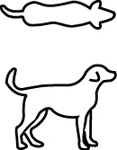 犬の標準体型
