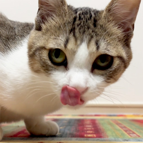 スタッフと愛猫