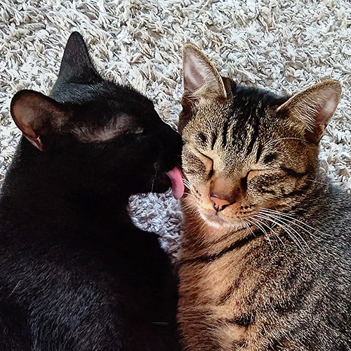 スタッフと愛猫