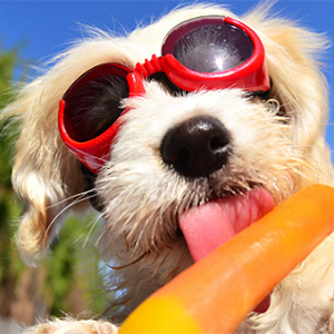 犬も夏バテするって本当？主な症状と対策のためのおすすめの食材