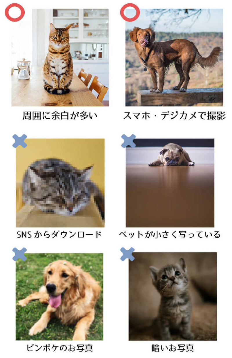 応募のお写真について