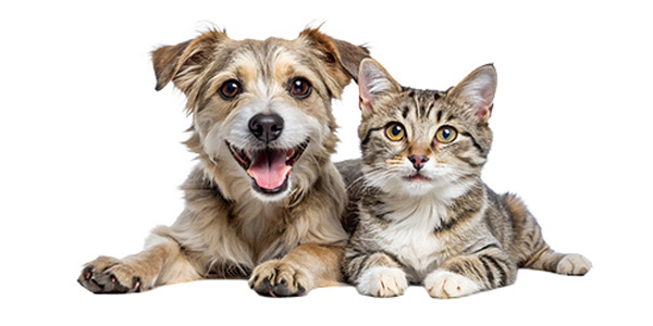 ドライフード全額返金サポート