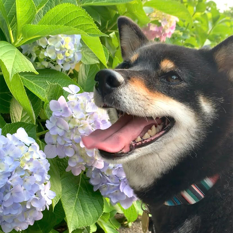 ラストイメージ