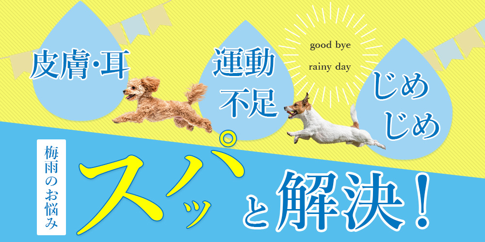 愛犬の梅雨のお悩みスパッと解決