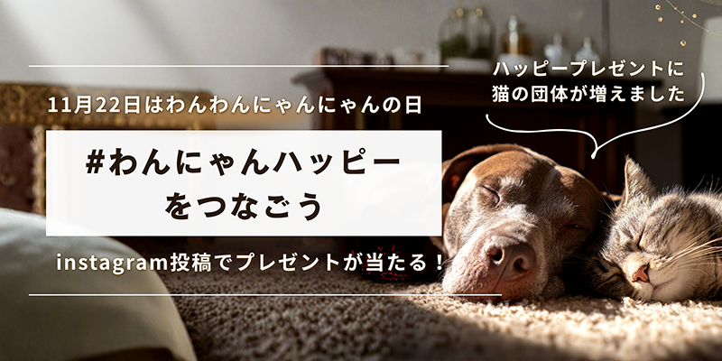 11.22は「わんわんにゃんにゃんの日」パートナーと過ごす