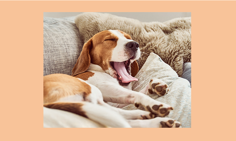 ラストイメージ