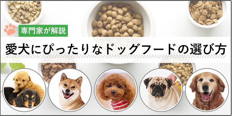 【専門家が解説】愛犬へのおすすめドッグフードの選び方と人気ランキング