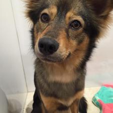 エンゼルちゃん