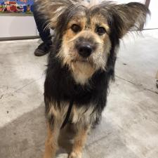 キャンディーちゃん