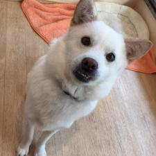 ホイップちゃん