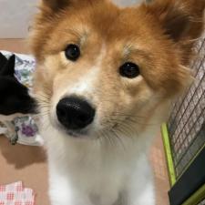 ペリーヌちゃん