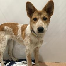 ヴァイパーくん