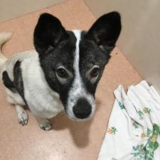 カーペンちゃん