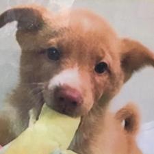 ヌラルーちゃん