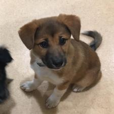 叶羽（かなは）ちゃん