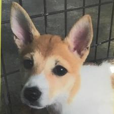 マイヤーズちゃん