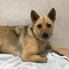 ダイケンキちゃん