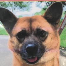 フォルコちゃん