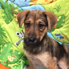 クラーケちゃん