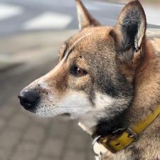 アイリッシュくん