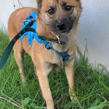 スコッチちゃん