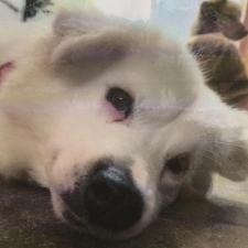 タコリーナちゃん