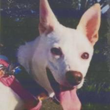 チャウダーちゃん