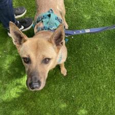 ドルチェちゃん