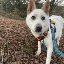 ランバーちゃん