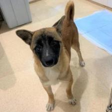 ガルミィちゃん