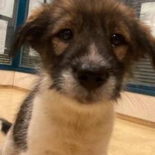 カーリーちゃん