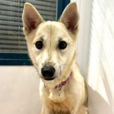 デュワーズちゃん