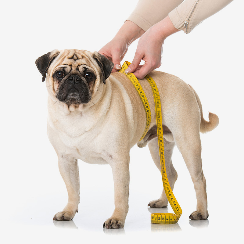 パートナー 愛犬 の ダイエット 体重管理 のお悩みに関するフード選び